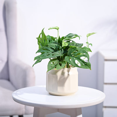 Broken Heart Plant