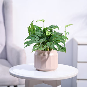 Broken Heart Plant