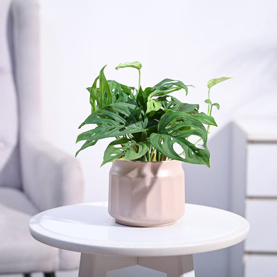 Broken Heart Plant