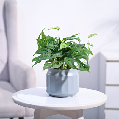 Broken Heart Plant