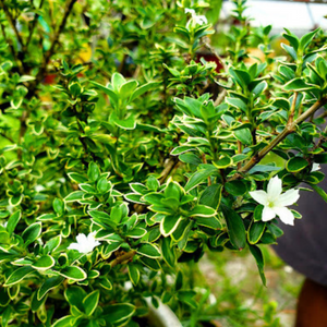 Snow Rose Variegated (Serissa japonica) Live Plant