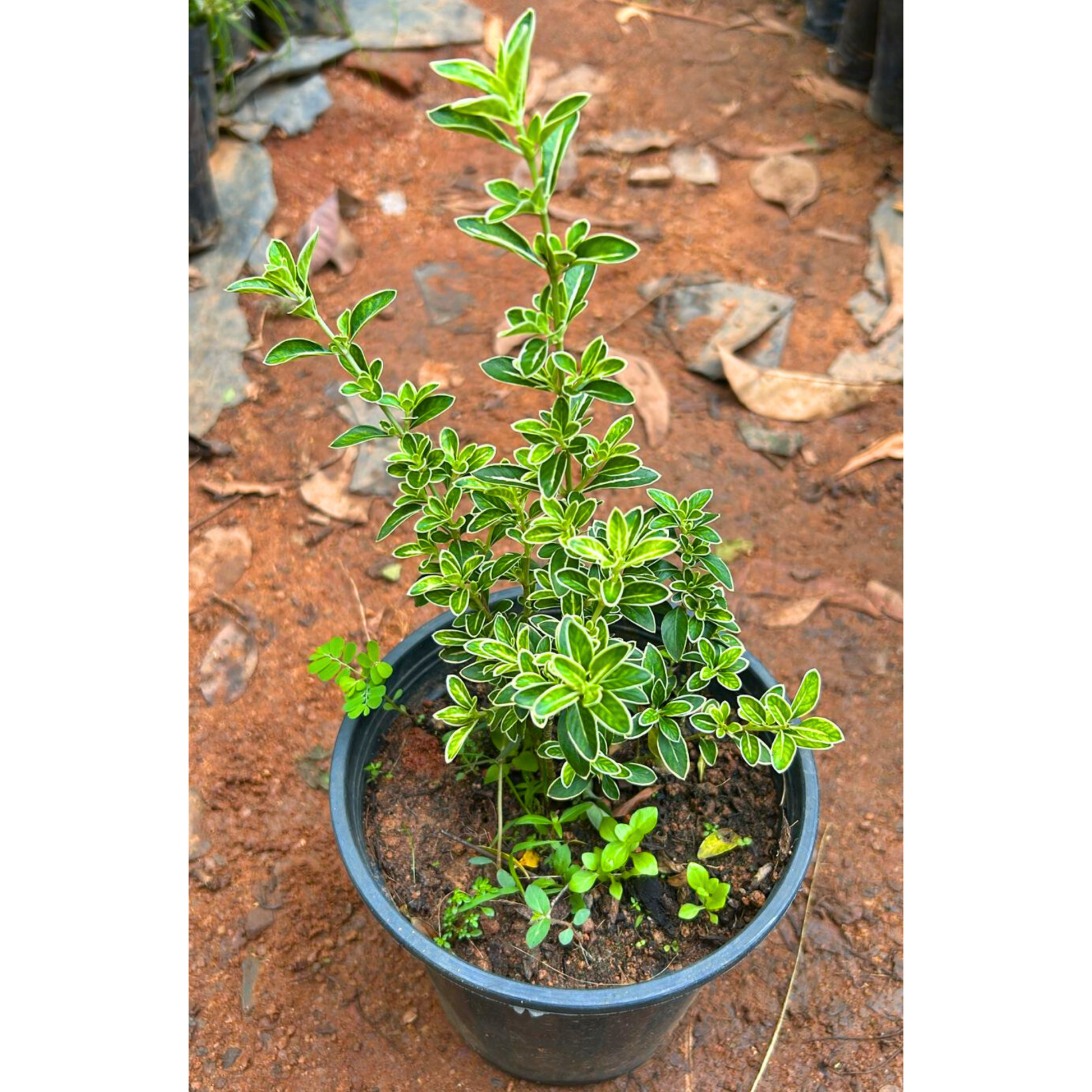 Snow Rose Variegated (Serissa japonica) Live Plant