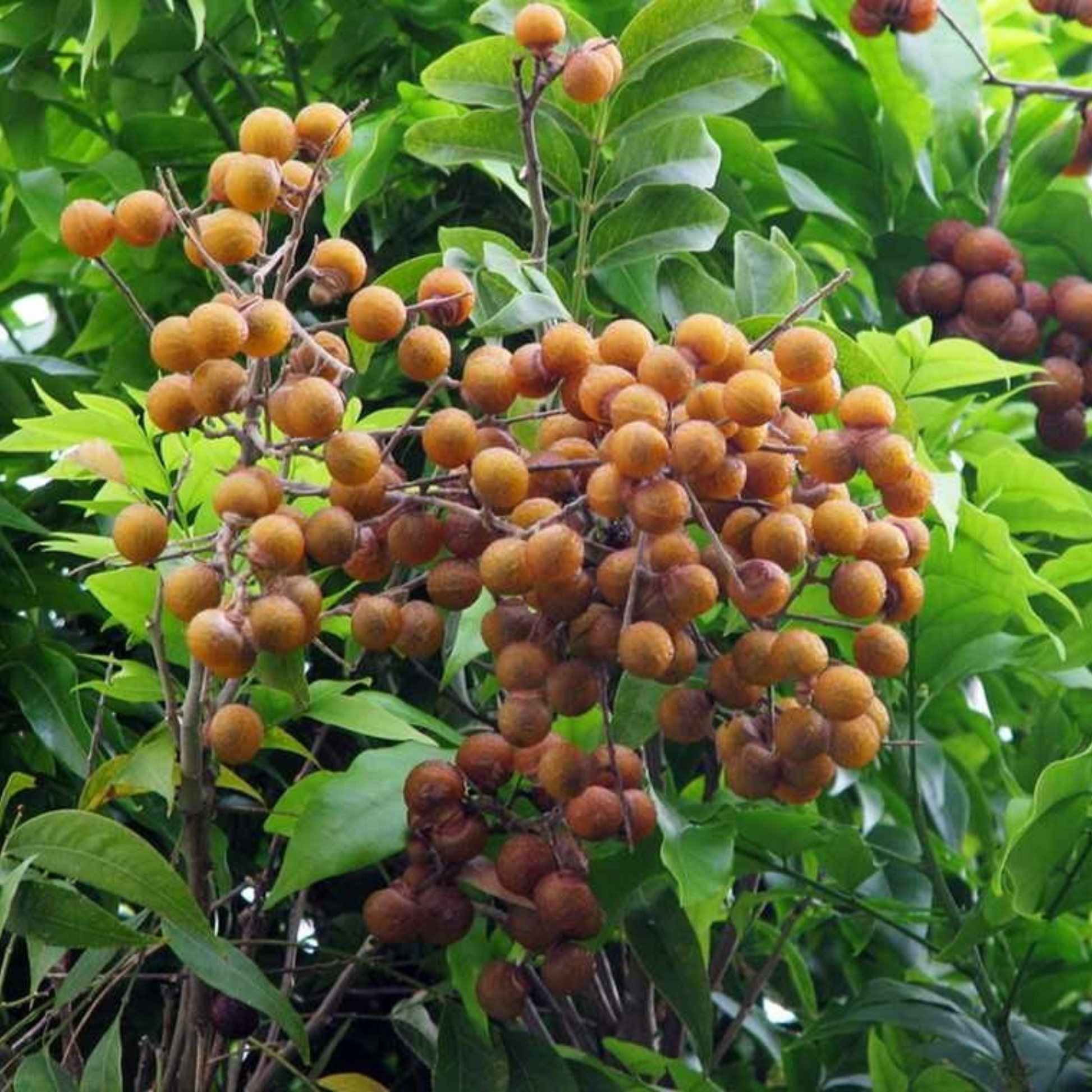 Soapnut Tree (Sapindus mukorossi) Live Plant