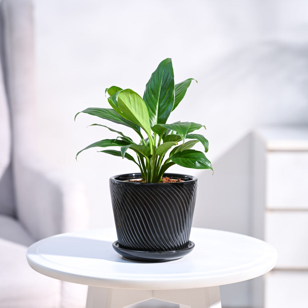 Peace Lily Plant
