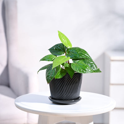 Betel Leaf Plant (Magai Paan)