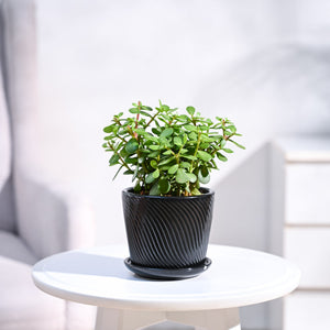Jade Plant Mini