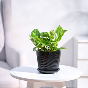 Money Plant Variegated