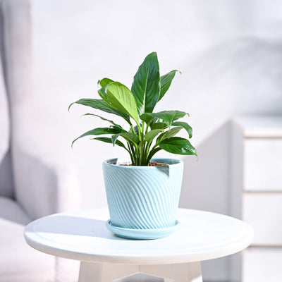 Peace Lily Plant