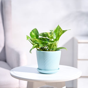 Money Plant Variegated