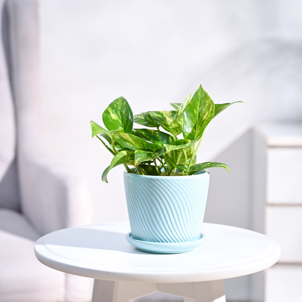 Money Plant Variegated