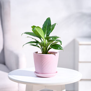 Peace Lily Plant