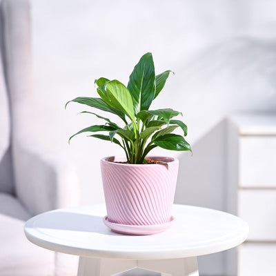 Peace Lily Plant