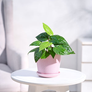 Betel Leaf Plant (Magai Paan)