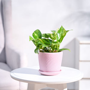 Money Plant Variegated