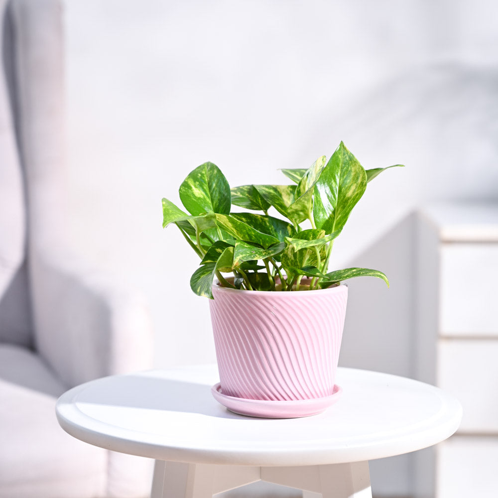 Money Plant Variegated