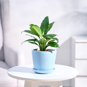 Peace Lily Plant