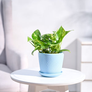 Money Plant Variegated