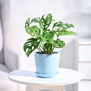 Broken Heart Plant