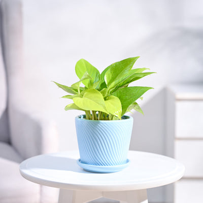 Money Plant Golden