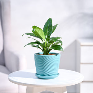 Peace Lily Plant