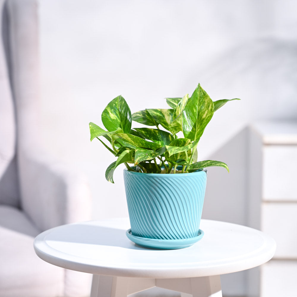 Money Plant Variegated