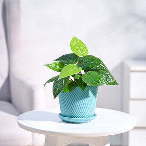 Betel Leaf Plant (Magai Paan)