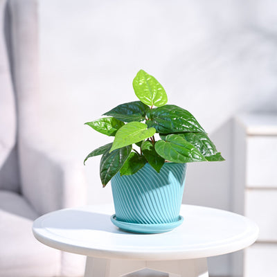 Betel Leaf Plant (Magai Paan)