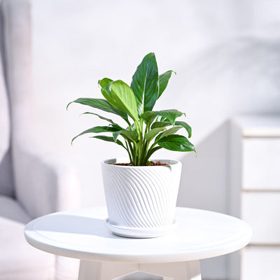Peace Lily Plant