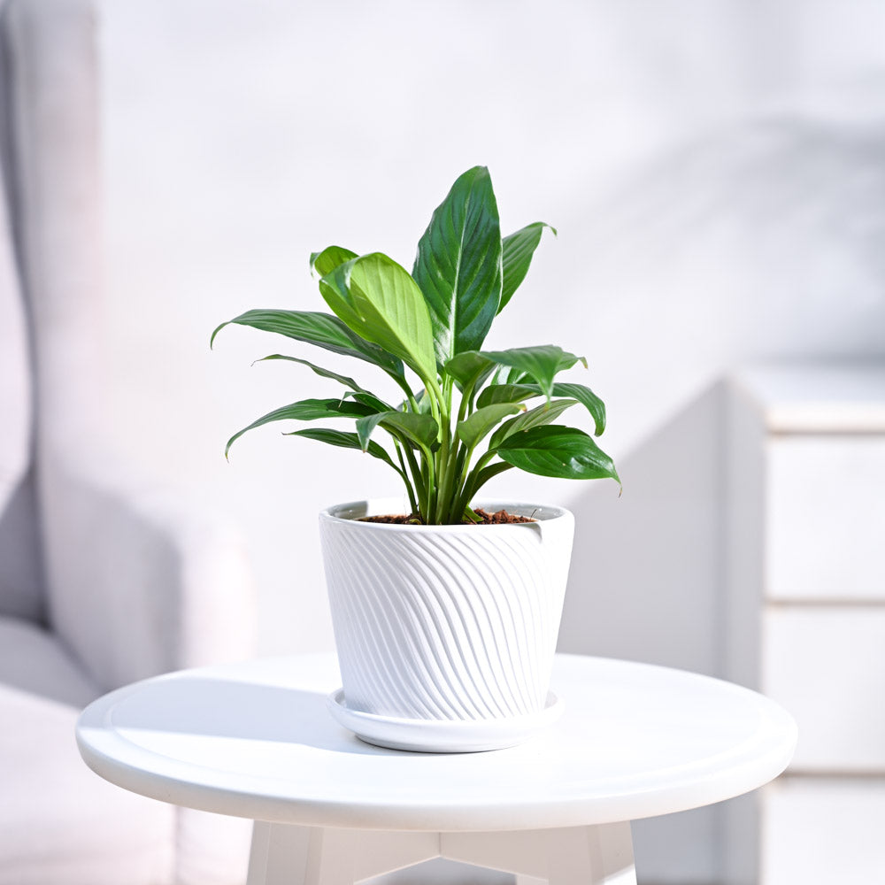 Peace Lily Plant