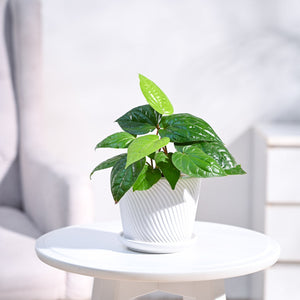 Betel Leaf Plant (Magai Paan)