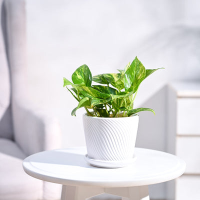 Money Plant Variegated