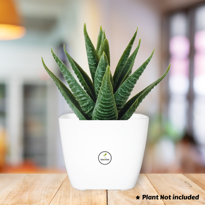 Square Indoor Planter / Pot with Inner Tray - White Colour