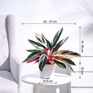 Stromanthe Triostar Plant