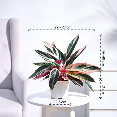 Stromanthe Triostar Plant