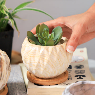 Succulent Planter