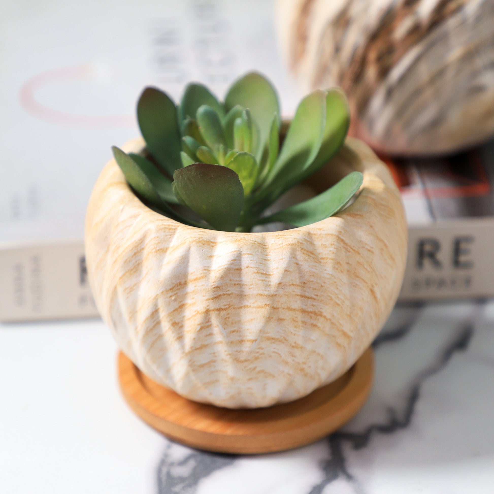 Succulent Planter