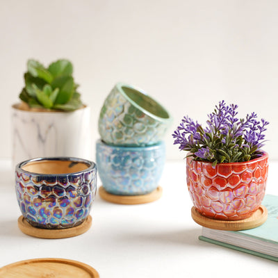 Succulent Pots