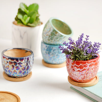 Succulent Pots