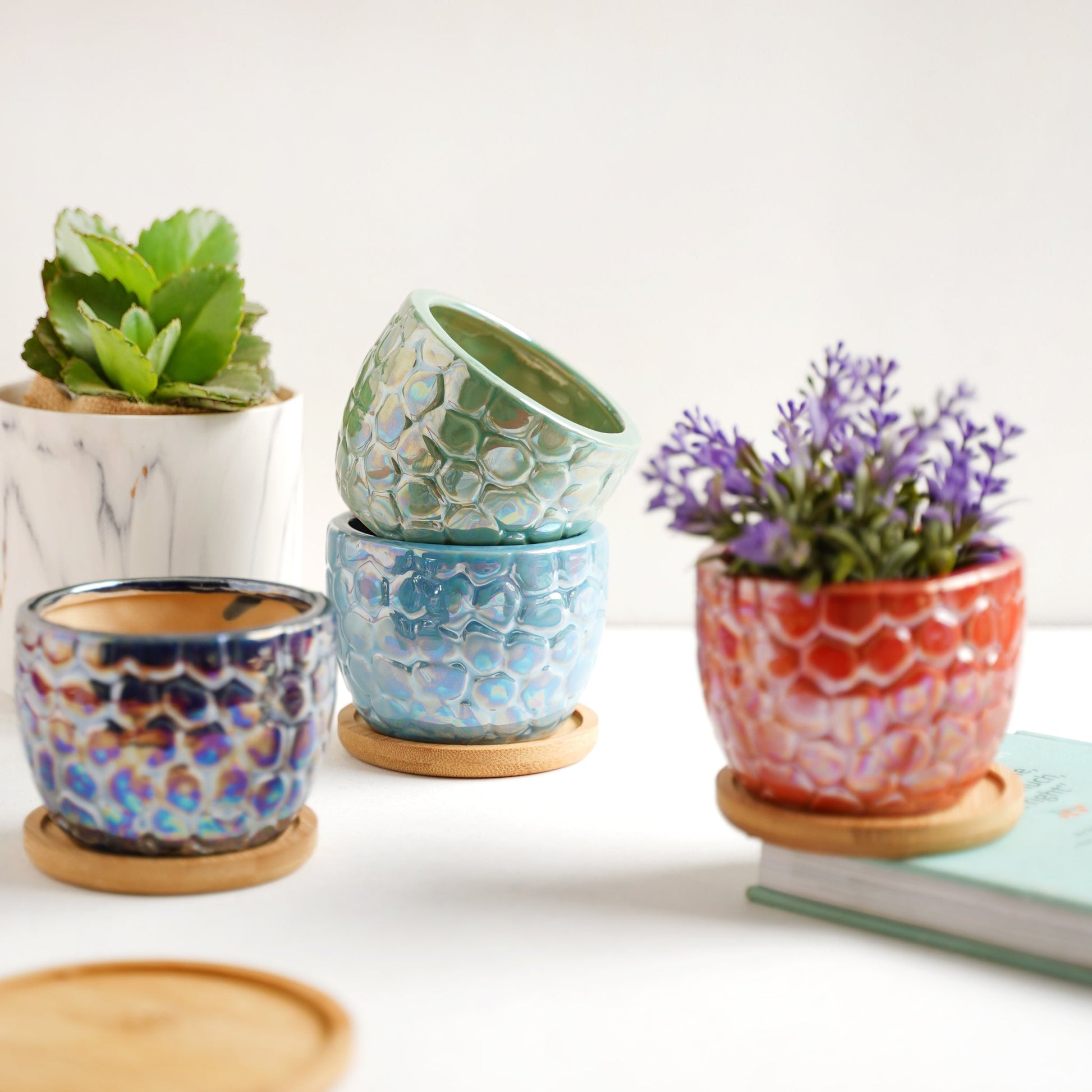 Succulent Pots