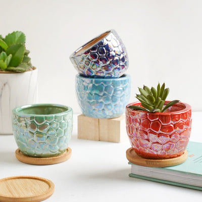 Succulent Pots