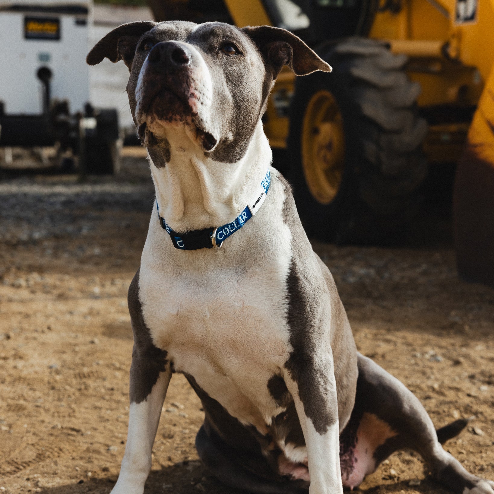 SBC Heavy Duty Dog Collar