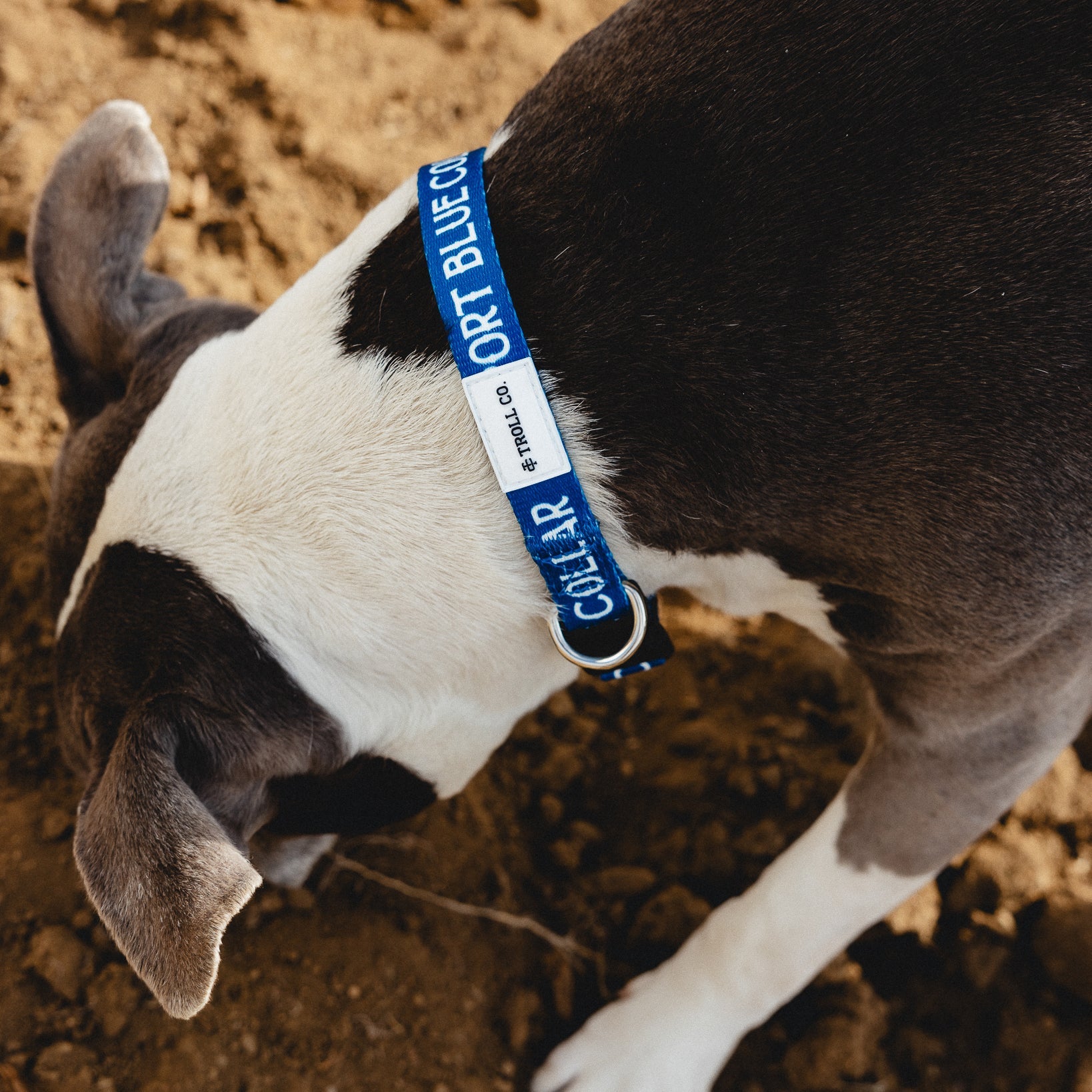 SBC Heavy Duty Dog Collar