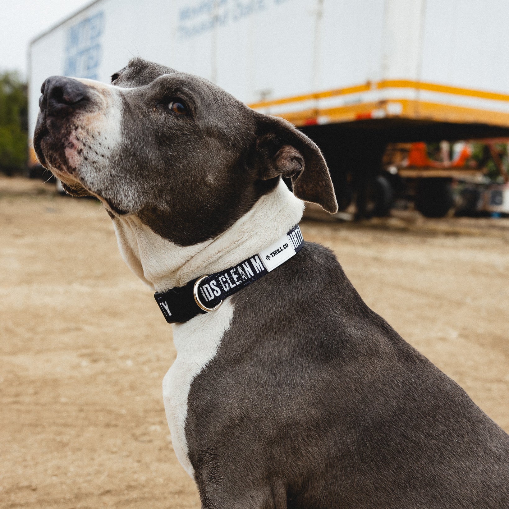 DHCM Heavy Duty Dog Collar