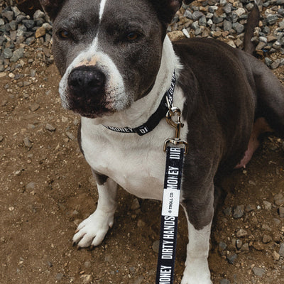DHCM Heavy Duty Dog Leash