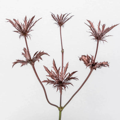 Bronze Rose Gold Thistle Flower