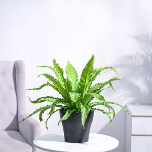 Osaka Bird Nest Fern