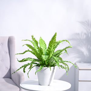 Osaka Bird Nest Fern