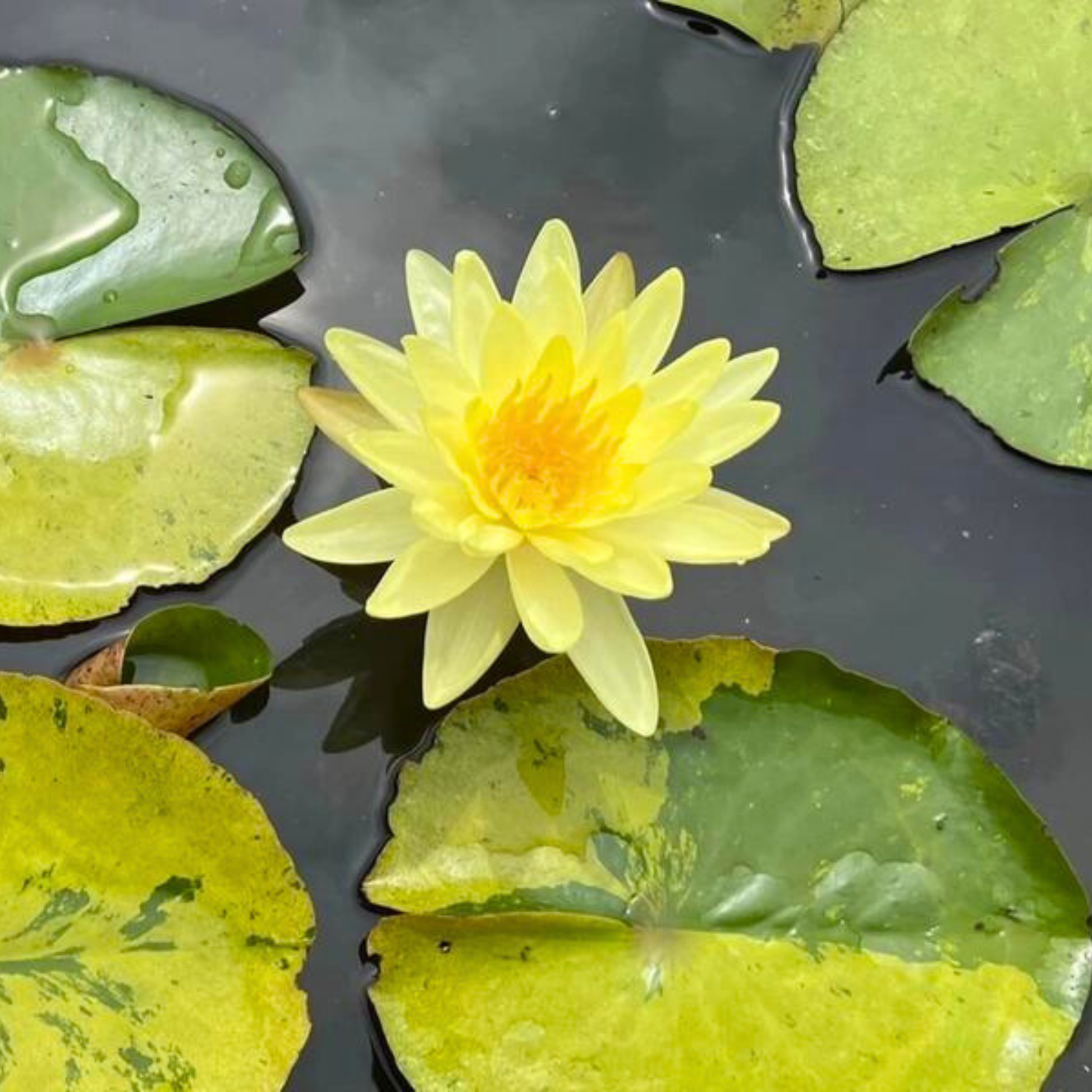 'Tong Longya' Water Lily (Variegated Leaf)