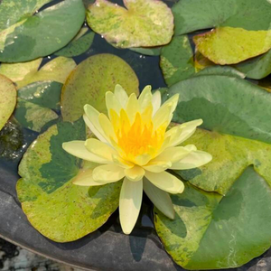 'Tong Longya' Water Lily (Variegated Leaf)