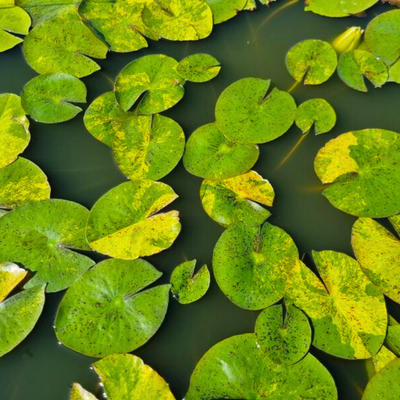 'Tong Longya' Water Lily (Variegated Leaf)